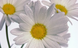 delicate_daisies-t1
